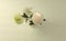 Beige chrysanthemums and gypsophila  flower in white vase on white interior. Minimalist still life. Light and shadow nature