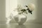 Beige chrysanthemums and gypsophila flower in white vase on white interior. Minimalist still life. Light and shadow nature