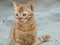 Beige colored Egyptian domestic stray cat with M shape letter on its head, selective focus of Egyptian street small cat looking