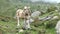 Beige cow on a alpine meadow with alpenrose rhododendron