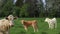 Beige cow in the meadow with two calves