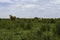 Beige cows of the blonde Aquitaine breed. Little calf in the group. Field landscape with cattle breeding. Non-vegetarian food