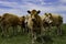Beige cows of the blonde Aquitaine breed. Little calf in the group. Field landscape with cattle breeding. Non-vegetarian food