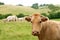 Beige cows cattle eating in green meadow