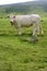 Beige cows cattle eating in green meadow