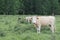 The beige cows standing on a grass