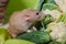 The beige decorative dumbo rat sits on vegetables. A cute mouse sniffs cauliflower and broccoli. Rodents love zucchini