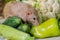 The beige decorative dumbo rat sits on vegetables. A cute mouse sniffs cauliflower and broccoli. Rodents love zucchini