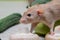 A beige decorative dumbo rat sits on vegetables. A cute mouse sniffs a white mushroom.