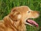 Beige dog, crossbreed of golden retriever, close-up of head profile