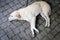 Beige dog lies on the sidewalk.