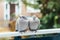Beige Eurasian collared dove sitting on railings.
