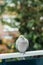 Beige Eurasian collared dove sitting on railings.