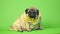 Beige fat pug with yellow bow tie on green background. Cute dog with obese posing in studio.