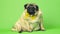 Beige fat pug with yellow bow tie on green background. Cute dog with obese posing in studio.