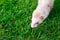 Beige ferret enjoying free walk on green grass in the garden, park. Home pet concept. Selective focus. copy space