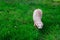 Beige ferret enjoying free walk on green grass in the garden, park. Home pet concept. Selective focus. copy space