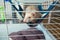 Beige ferret resting in his cage. Home pet concept. View through grid. Selective focus. copy space