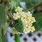 Beige flowers of hoya plant