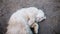 Beige fluffy cat lying in the mud, basking in the sun and basking on the ground, slow motion