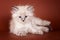 Beige fluffy kitten of Siberian cat on an orange background