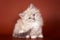 Beige fluffy kitten of Siberian cat on an orange background