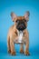 A beige French bulldog puppy on a blue background colur