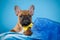 A beige French bulldog puppy on a blue background colur