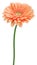 Beige gerbera