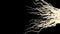 Beige glowing wavy elegant curved white lines on black background. Animation. Beautiful white abstract tree roots moving