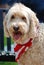 A beige Goldendoodle dog smiling with a flag scarf.