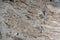 Beige granite with beautiful patterns on the surface, called Golden cascade