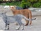 Beige and gray colored Egyptian domestic stray cats with M shape letter on its head, selective focus of Egyptian street small cat
