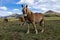 Beige horse with her calf in the mountains