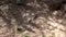 Beige iguana sunbathing next to its burrow, dry ground with a hole in the coast.