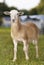 Beige Katahdin sheep lamb