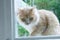 Beige kitten outside window on the street through drops on the glass