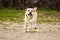 Beige labrador dog running