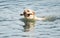 Beige labrador the dog swims