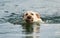 Beige labrador the dog swims