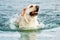 Beige labrador the dog swims