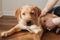 A beige labrador retriever puppy lies on the floor and is petted by its owner. Friendship of animals and people