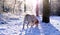 Beige labrador sniffing the snow