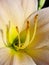 Beige lily orchid in the shape of a star. a romantic symbol of love and female erotic pleasure.White Lily Under The Sunlight