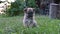 Beige little puppy walks outside in the grass