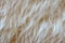 Beige long fur wool background