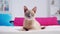 Beige And Magenta Cat Portrait On Bed - Sumatraism Style