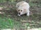  Beige male Labrador Canine Pet lying on patchy grass with his head down on his left leg looking down at the ground