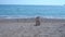 Beige mongrel dog smells sand walking along empty beach