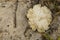 Beige Mushroom Flower on Sand